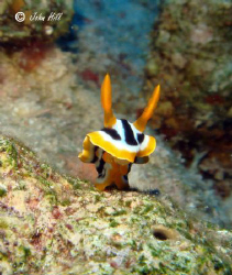 Pyjama Slug, defensive posture? Sony Cyber Shot by John Hill 